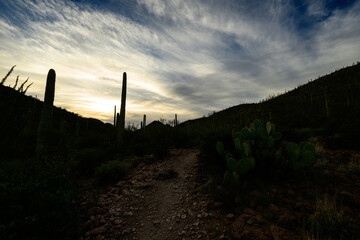 saguaro cactus in arizona blue sky and soft clouds