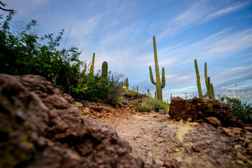 saguaro cactus in arizona blue sky and soft clouds