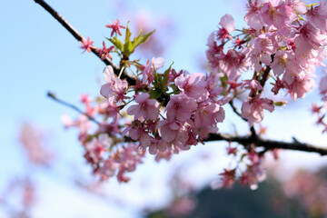 3月から4月の春の花（枝についた桜の花）