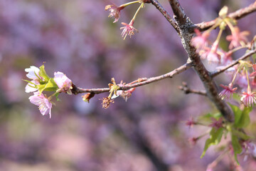 3月から4月の春の花（枝についた桜の花）