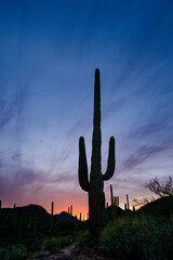 saguaro cactus at sunset with beautiful red colorful sky