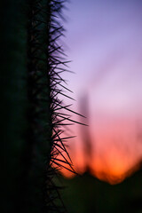 saguaro cactus at sunset with beautiful red colorful sky