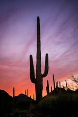 saguaro cactus at sunset with beautiful red colorful sky