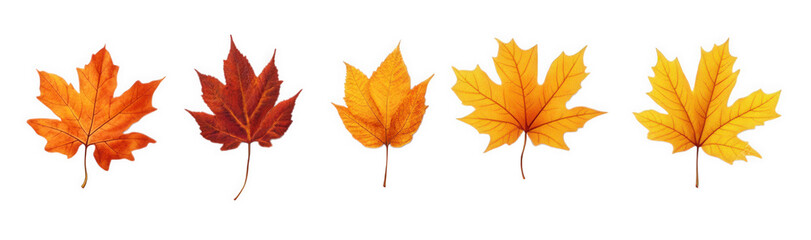 series of five leaves arranged in a row. showcasing a gradient of autumn colors from red to orange to yellow this visual highlights the beauty of fall foliage and can be used for educational or decora