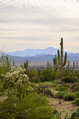 mountain landscape with blue sky saguaro cactus in tucson arizona