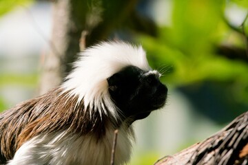 Close-Up of a Saguinus Oedipus Head – Detailed Tamarin Portrait 