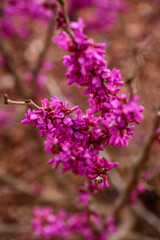 Obraz premium purple redbud flowers sedona arizona