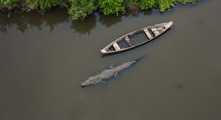 Naklejka premium Aerial view of a massive crocodile swimming beside an old wooden boat in a murky river, surrounded by lush green mangroves.