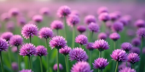 Fototapeta premium A Field of Delicate Purple Blooms, Basking in the Soft Glow of the Setting Sun, Creates a Serene and Peaceful Atmosphere