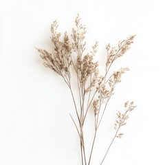 Fototapeta premium Dried grasses on white background