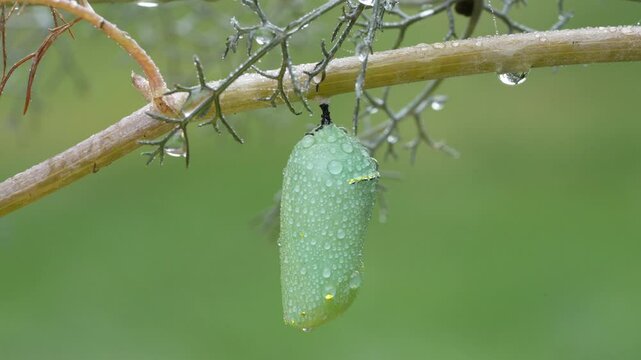 Monarch Butterfly Chrysalis with Morning Dew - Slow Motion