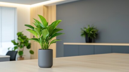 Modern Office Plant Decor (1)