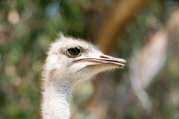 Close-Up of the Head of a Common Ostrich – Detailed Wildlife Portrait