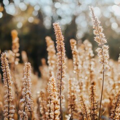 Fototapeta premium Golden grasses in a sunlit field