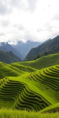 Obraz premium Rolling Green Rice Fields with Majestic Mountains in the Background