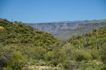 Fototapeta premium saguaro cactus on arizona hillside