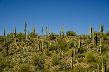 Fototapeta premium saguaro cactus in arizona hillside