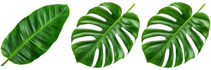 Tropical leaves on a white background. Concept of nature, summer, and plants.