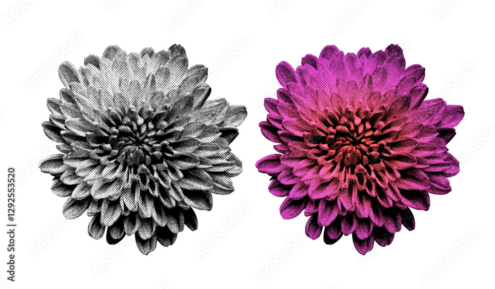 Fototapete a flower in halftone style illustration with a transparent background. bold color and a retro, graph