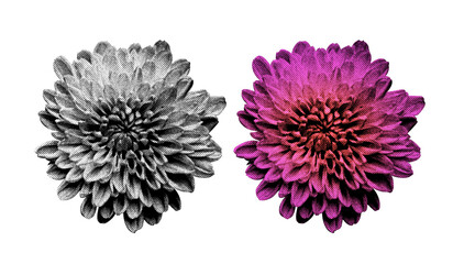 A Flower in halftone style illustration with a transparent background. Bold color and a retro,...