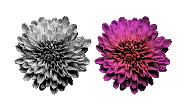 A Flower in halftone style illustration with a transparent background. Bold color and a retro, graphic print aesthetic. Ideal for poster and collage design element