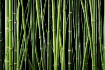 Fototapeta premium a close up of a bunch of green bamboo stalks with a black background