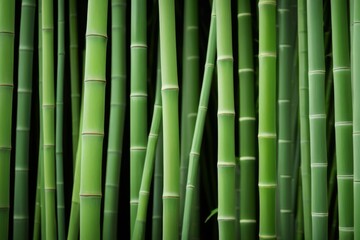 Fototapeta premium a close up of a bunch of green bamboo stalks in a field