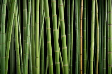 Fototapeta premium a close up of a bunch of green bamboo stalks with brown stems