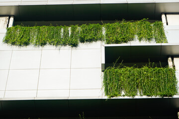 Green grass in a white house