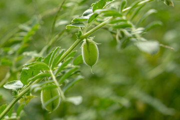 Close up of green chick-pea pods growing on a plant. lush leaves and healthy pods are in focus, showcasing the plant's vibrant growth in a natural setting. Soft focus