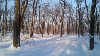 Winter Woods, Sunlight Path