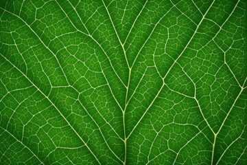 a close up of a leaf with a very large vein