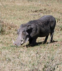 Wild common warthog foraging on dry savanna grass, highlighting robust tusks and distinctive pig-like snout against arid landscape