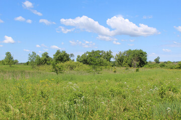 White and yellow wildflowers in a field at with trees in the background at James Pate Philip State...