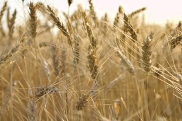 Bearded Wheat
