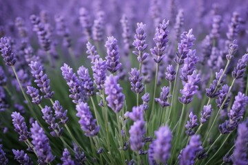 Obraz premium lavender flowers are blooming in a field with a purple sky