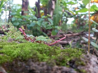moss on the tree green grass morning in vilage