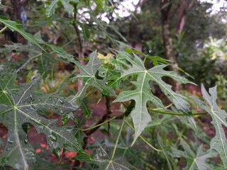 red and green leaves morning in vilage