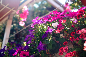 Blooms in Rome #5