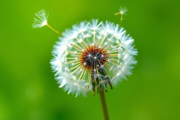 Fototapeta premium arafed dandelion with seeds blowing in the wind