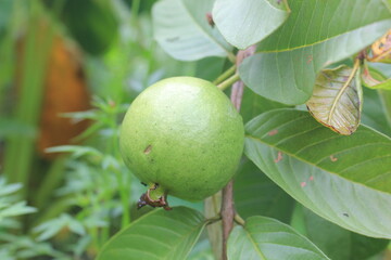 crystal guava fruit still on the tree
