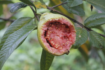 Guava fruit is damaged by pests