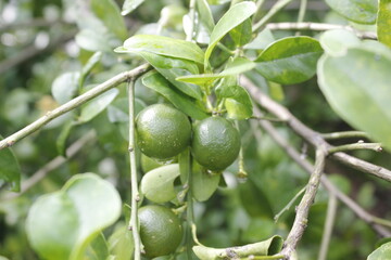 fresh orange fruit still on the stem