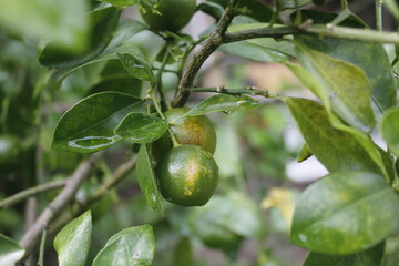 fresh orange fruit still on the stem