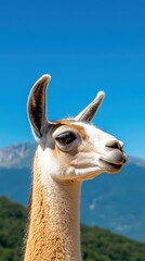 Obraz premium Guanaco Serenity Portrait with Mountain Backdrop and Clear Skies Natural Beauty Animal Kingdom