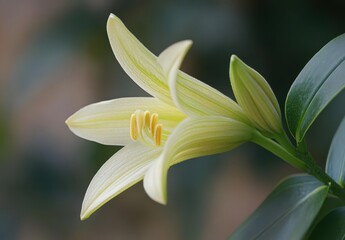 Fototapeta premium Delicate pale yellow lily flower with intricate petal structure showcasing natural beauty and serenity in a softly blurred botanical background