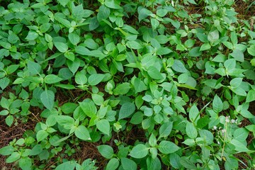 A lush green tapestry of nature, where each leaf whispers secrets of the earth. Vibrant and thriving, this wild beauty paints the ground with life’s endless rhythm.