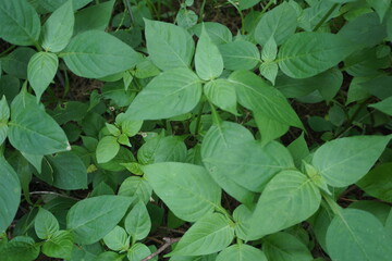 A dense cluster of green leaves covering the forest floor, thriving in rich soil and natural light. The plants grow in harmony, creating a fresh and vibrant landscape.