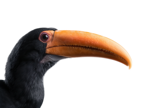 The Importance of Beak Adaptations in Birds: How Shape and Size Affect Feeding Habits and Survival in Different Environments