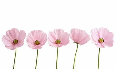 Obraz premium Delicate Pink Flowers in a Row on a White Background for Decoration